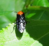 Birch sawfly (<em>Arge pectoralis</em>)