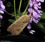 Large yellow underwing (Noctua pronuba)