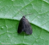 Nigrita Bagworm moth (<em>Cryptothelea nigrita</em>), 0441