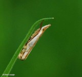 Grass veneer species