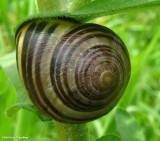 Grove snail (<em>Cepaea nemoralis</em>)