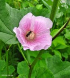 Mallow (<em>Malva sylvestris</em>)