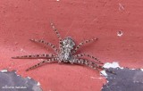 Running crab spider (<em>Philodromus</em>)