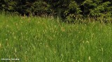 Meadow foxtail (Alopecurus pratensis)