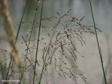 Great manna grass (<em>Glyceria maxima</em>)