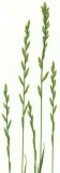 Perennial rye grass (<em>Lolium perenne</em>)