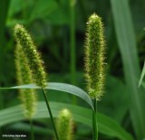 Yellow foxtail (Setaria pumila)