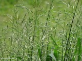 Smooth brome (Bromus inermis)