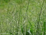 Smooth brome (<em>Bromus inermis</em>)