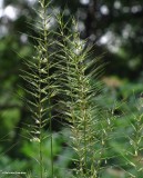 Bottlebrush grass (<em>Elymus hystrix</em>)