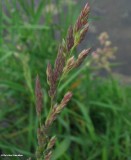 Reed canary grass (<em>Phalaris arundinacea</em>)