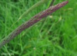 Reed canary grass (<em>Phalaris arundinacea</em>)