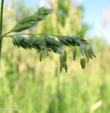 Reed canary grass (<em>Phalaris arundinacea</em>)
