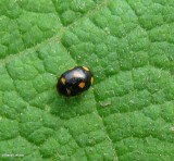 Ladybeetle (<em>Brachiacantha ursina</em>)