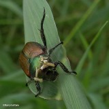 Japanese beetle (<em>Popillia japonica</em>)