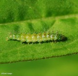 Tiny green caterpillar