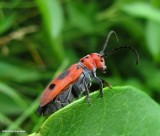 Red milkweed beetle (<em>Tetraopes tetrophthalmus</em>)