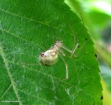 Cobweb spider (<em>Enoplognatha ovata</em>), female