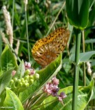 Great spangled fritillary (Speyeria cybele)