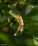 Rusty Tussock Moth (Orgyia antigua)