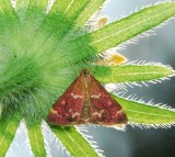 Raspberry pyrausta (<em>Pyrausta signatlis</em>), #5034