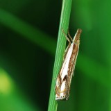 Double-banded grass-veneer moth (<em>Crambus agitatellus</em>). # 5362