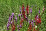 Liatris and cardinal flower