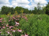 Butterfly meadow