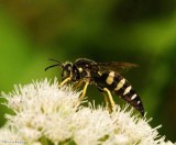 Sand wasp (<em>Bicyrtes</em>) sp.)