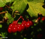 Highbush cranberry (<em>Viburnum trilobusm</em>)