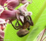 Ground crab spider (<em>Xysticus</em> sp. )