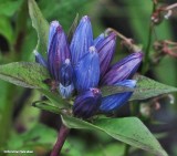 Bottle gentian (<em>Gentiana andrewsii</em>)