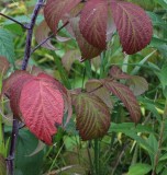 Wild raspberry (<em>Rubus idaeus</em>)