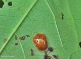 Golden tortoise beetle (<em>Charidotella sexpunctata</em>)