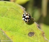 Twenty-spotted ladybeetle (<em>Psyllobora  vigintimaculata</em>)