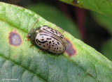 Dogwood calligrapha (<em>Calligrapha philadelphica</em>)