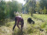 Picking up seed pods