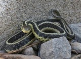 Eastern garter snake <em>Thamnophis sirtalis</em>