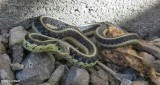 Eastern garter snake (<em>Thamnophis sirtalis</em>)