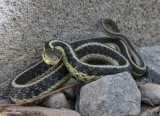 Eastern garter snake (<em>Thamnophis sirtalis</em>)