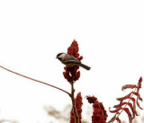 Black-capped Chickadee