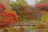 Amphibian pond in autumn