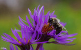 Bumble bee  on new england aster