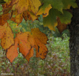 Black maple (<em>Acer nigrum</em>)