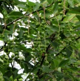 Chokecherry fruit (<em>Prunus virginiana</em>)