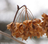 Ninebark seeds (<em>Physocarpus opulifolius</em>)