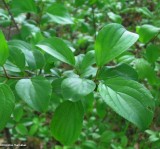 Common buckthorn (<em>Rhamnus cathartica</em>)