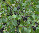 Common buckthorn (<em>Rhamnus cathartica</em>)