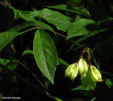 Bladdernut shrub  (<em>Staphylea trifolia</em>)