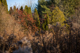 Butterfly Meadow